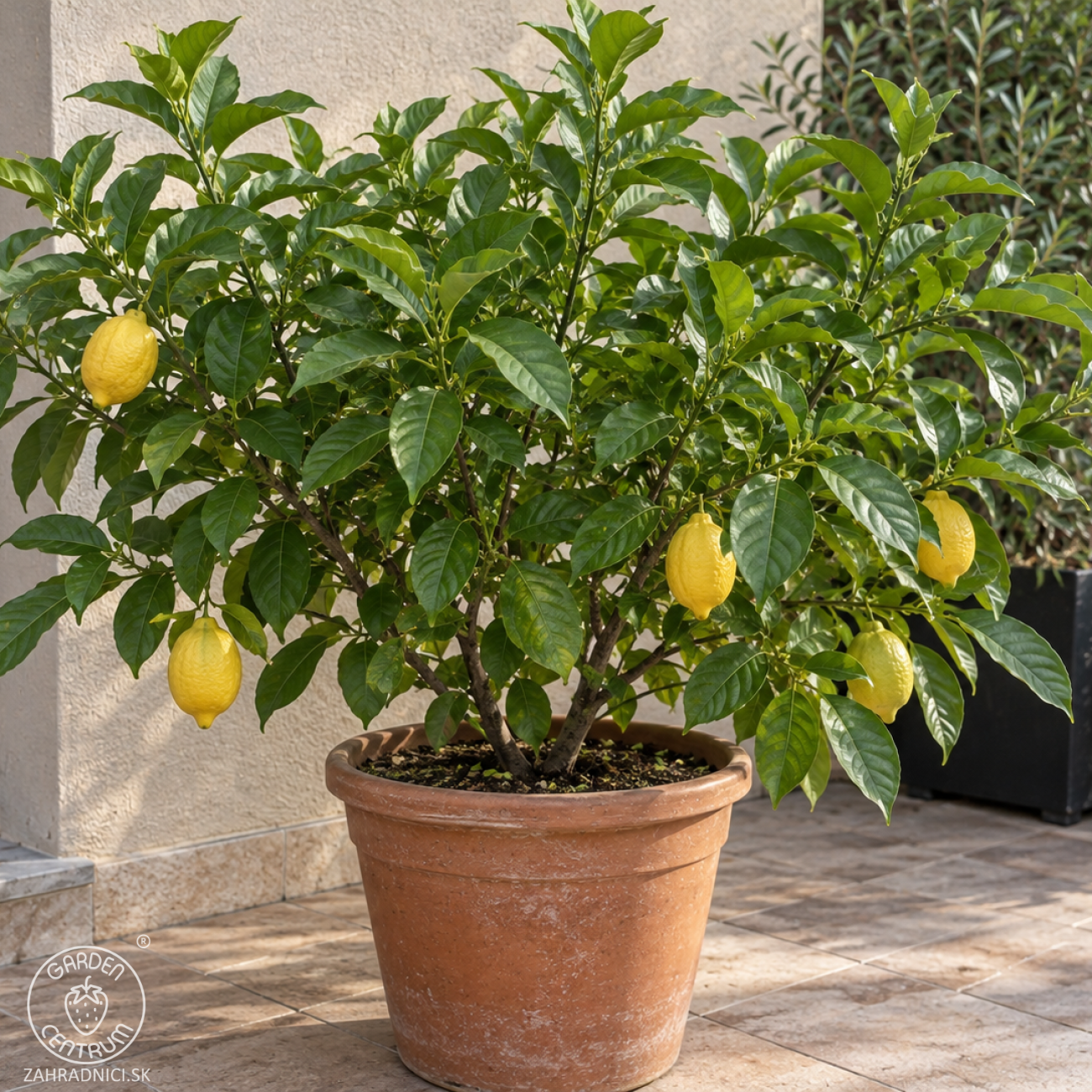 Obrázok Citrónovník (Citrus x limon) ´4-SEASON´ - výška 20-30 cm, kont. C2L